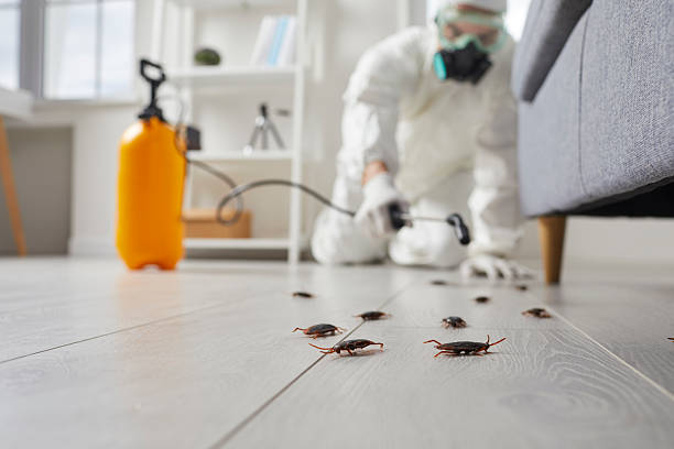 Commercial Rodent Management in Carrollton